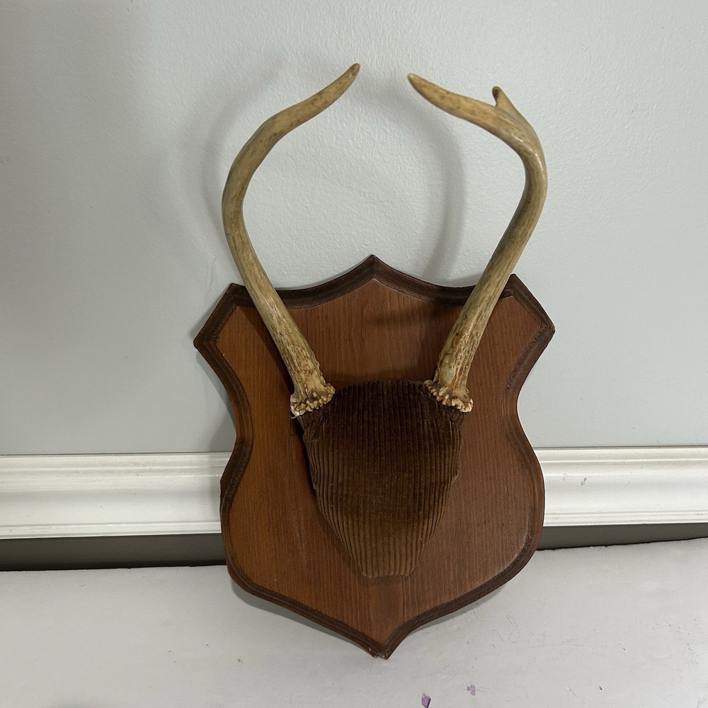 Antler Plaque Mount Taxidermy / Cabin Lodge Man Cave Point Whitetail Deer Real